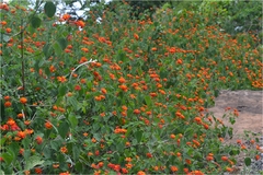 Lantana camara